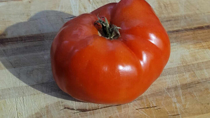 Pomidory wzmocnij jego działanie pro zdrowotne 01