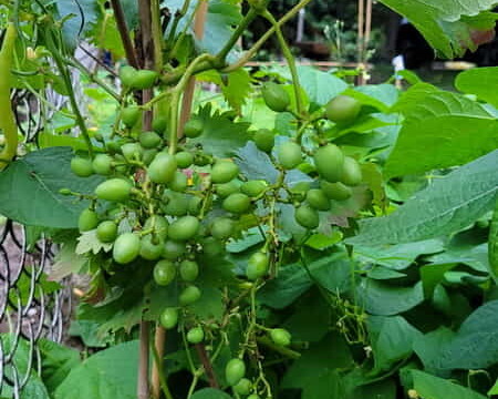 Warzywa pomidory ogórki pomidor ogórek owoce