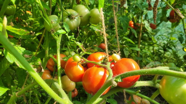 Warzywa pomidory ogórki pomidor ogórek owoce